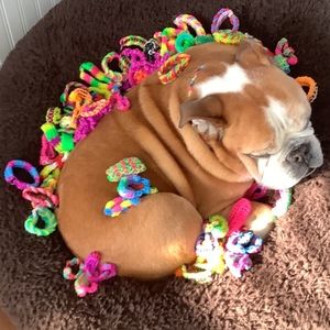 Meet your Posher, Jax